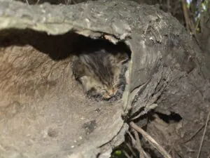 wild cat