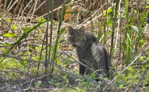 Chat sauvage (Felis silvestris)
