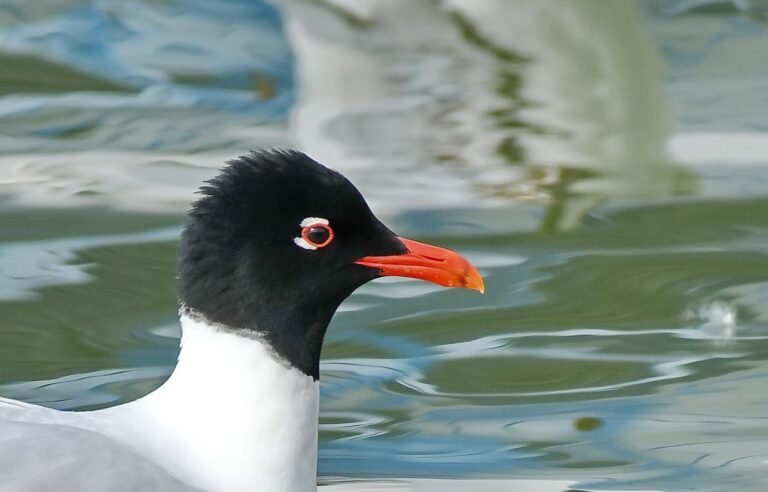Mediterranean Gull (Larus melanocephalus)