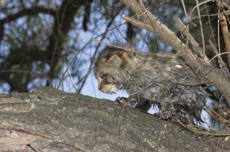 Chat sauvage (Felis silvestris)