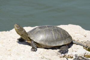 Cistude (Emys orbicularis)