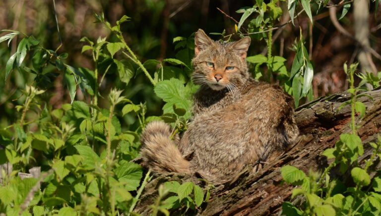 Chat sauvage (Felis silvestris)