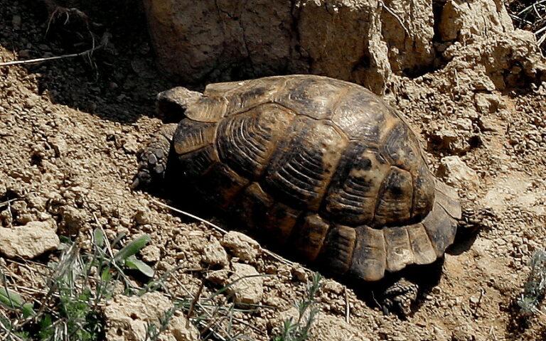 Broasca testoasa de uscat (Testudo graeca)