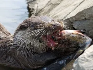 otter