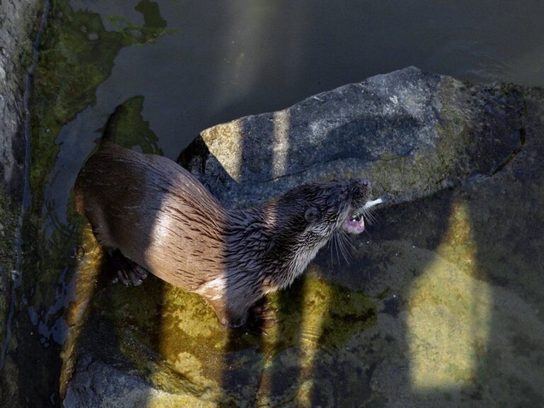 Loutre d'Europe ( Lutra lutra)