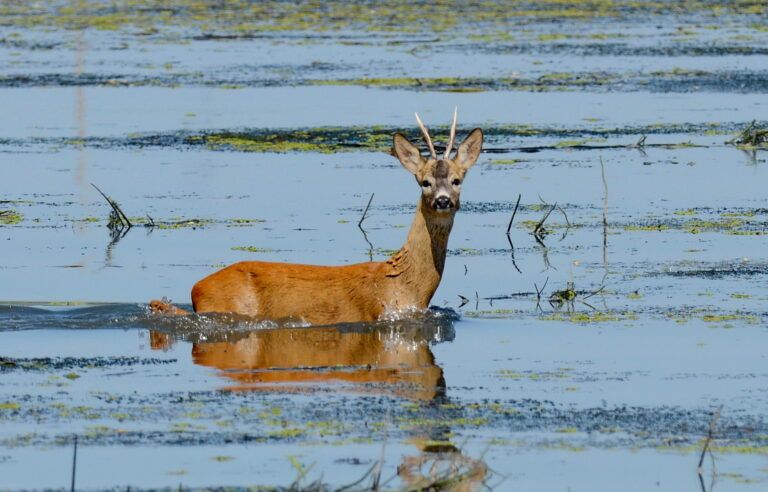 Chevreuil (Capreolus capreolus)