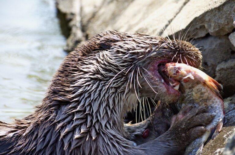 Loutre d'Europe ( Lutra lutra)