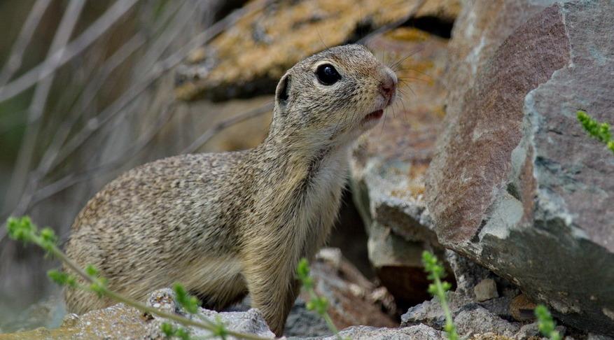 European ground squirrel - (Spermophilus citellus) - Wild travel in