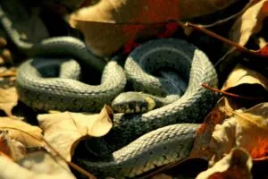 snake