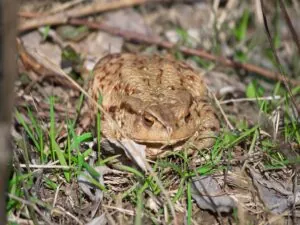 frog
