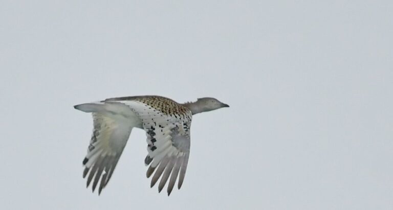 Little Bustard (Tetrax tetrax)