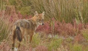 canis aureus