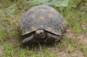 Broasca testoasa de uscat (Testudo graeca)