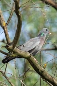 Stock dove (Columba oenas)