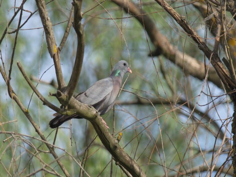 Stock dove (Columba oenas)