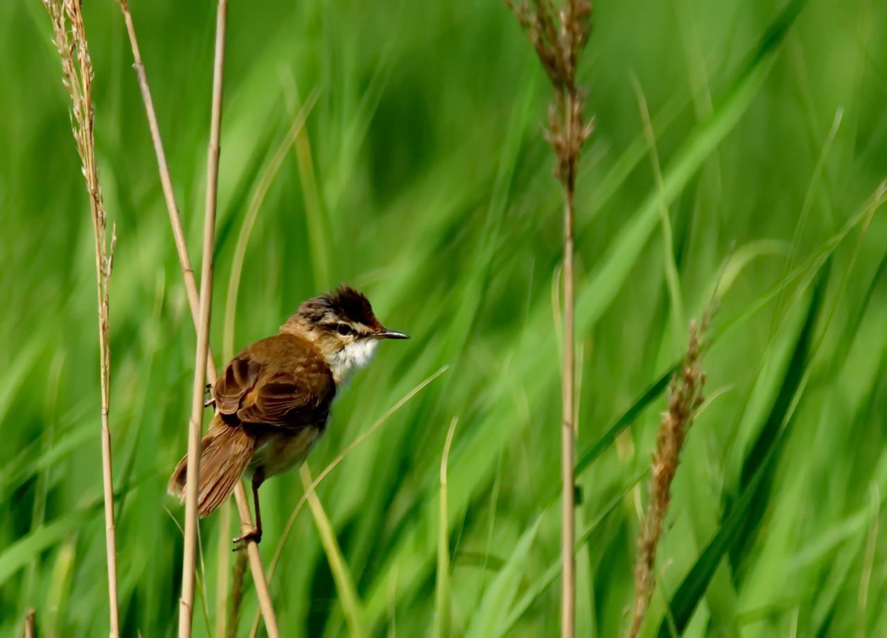 Acrocephalus agricola