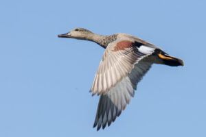 Gadwall (Anas strepera)