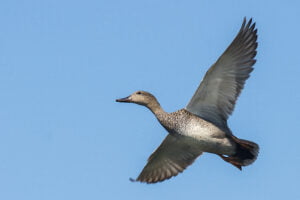 Gadwall (Anas strepera)