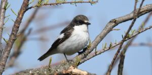 muscar negru
