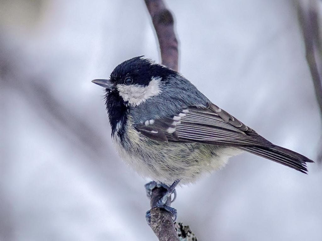 Parus ater