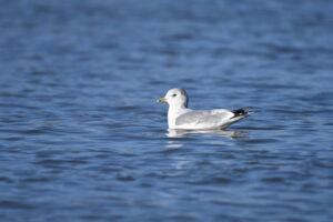 Common gull (Larus canus)