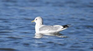 larus canus