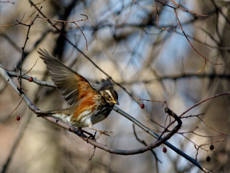 Grive mauvis (Turdus iliacus)