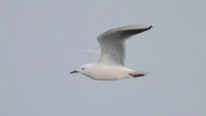larus genei