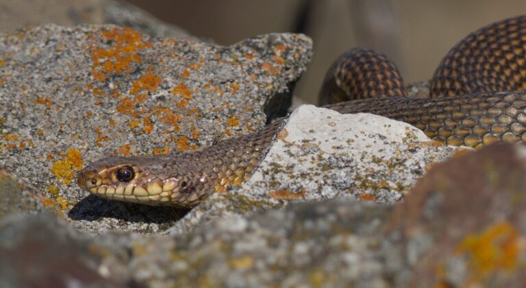 Dolichophis caspius (Dolichophis caspius)