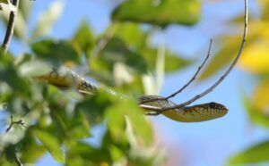 Dolichophis caspius (Dolichophis caspius)