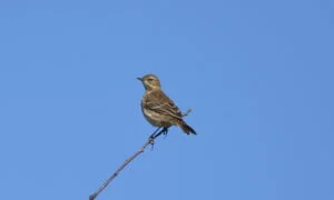 anthus spinoletta