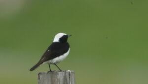 Pied wheatear (Oenanthe pleschanka)