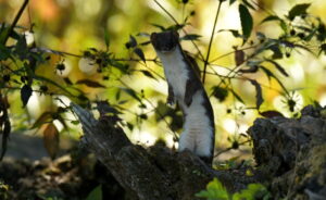 Belette (Mustela nivalis nivalis. )