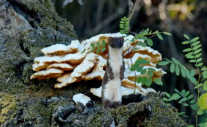 Belette (Mustela nivalis nivalis. )