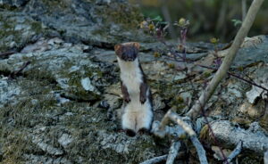 Belette (Mustela nivalis nivalis. )