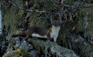 Belette (Mustela nivalis nivalis. )