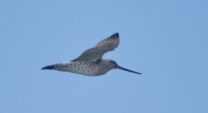 Limosa laponnica