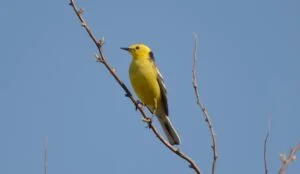 motacilla citreola