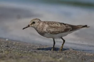 teminckii stint
