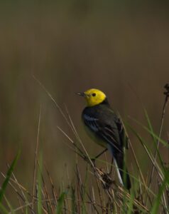 Citrine wagtail (Motacilla citreola)