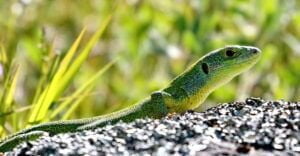 Lacerta viridis (Lacerta viridis)