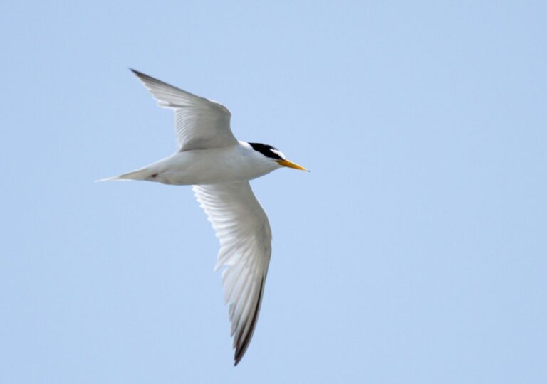 Little tern ( Sterna albifrons)