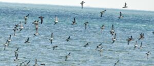 Puffinus yelkouan