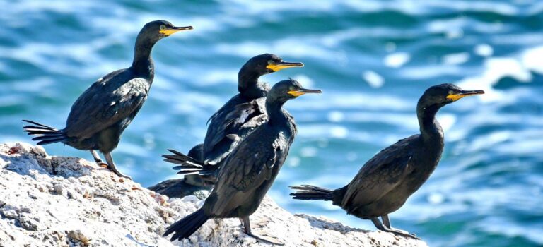 European shag (Phalacrocorax aristotelis)