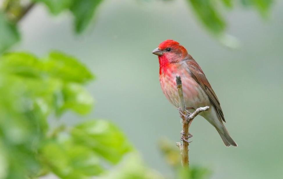 Common rosefinch (Carpodacus erythrinus ) Wild travel in Danube Delta