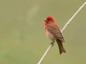 Carpodacus erythrinus