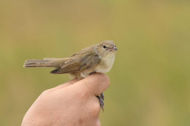 Garden warbler (Sylvia borin)
