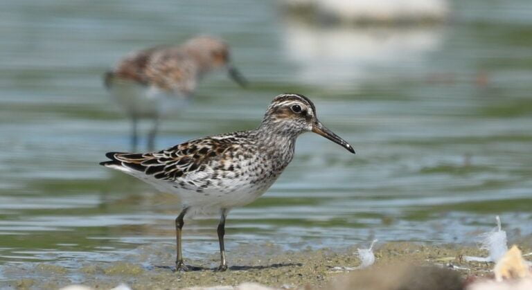 Broad-billed sandpiper (Limicola falcinellus)