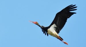 Ciconia nigra