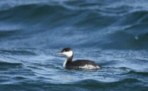 Horned grebe (Podiceps auritus)